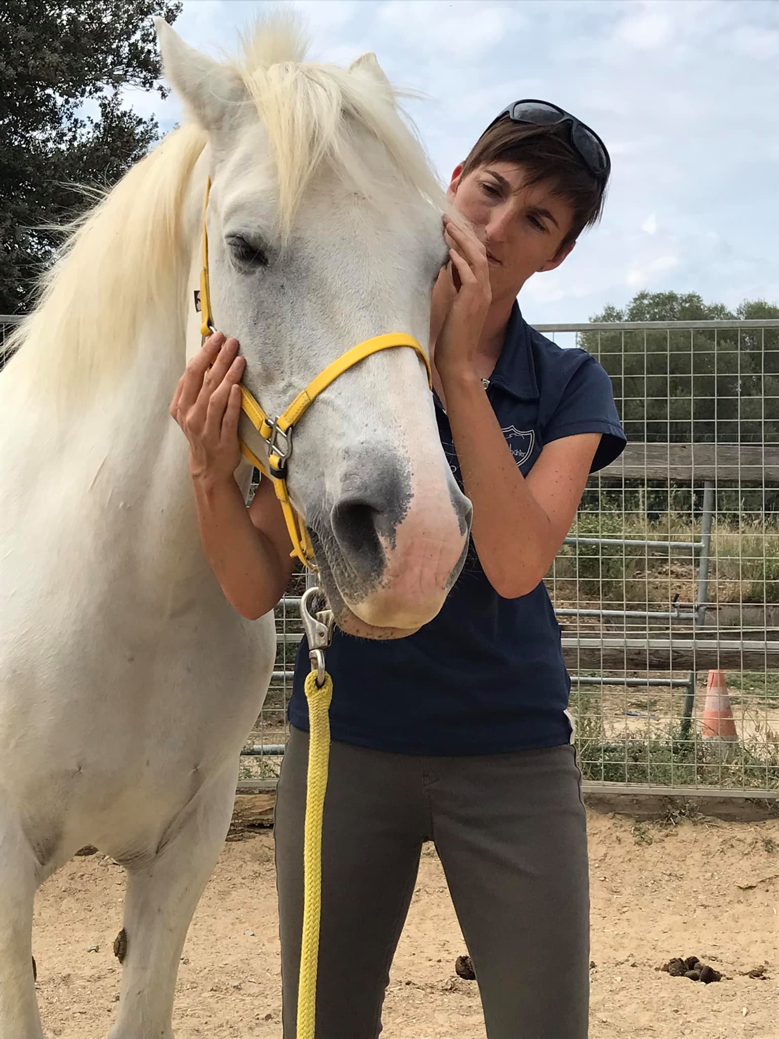 Séance de shiatsu d'un cheval gris