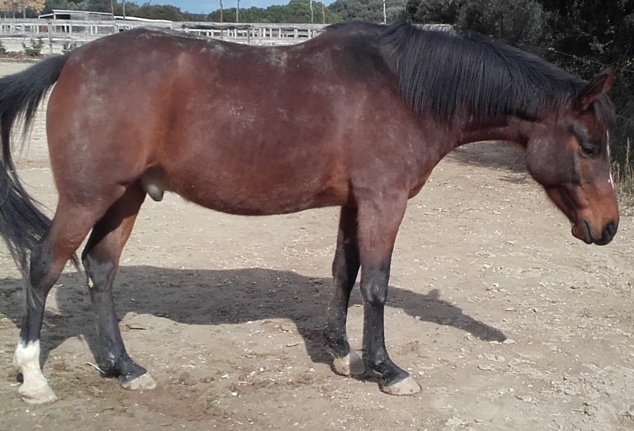 cheval bai vu de profil avec une posture plus soutenue