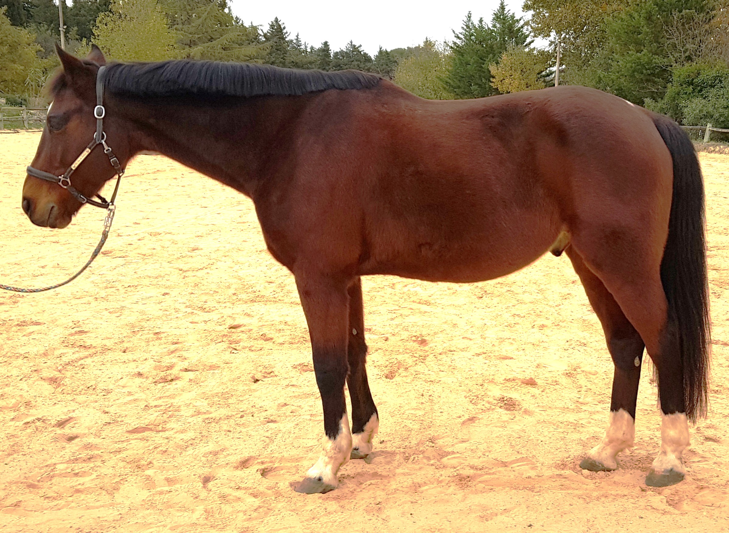 cheval bai vu de profil avec une posture moins comprimée