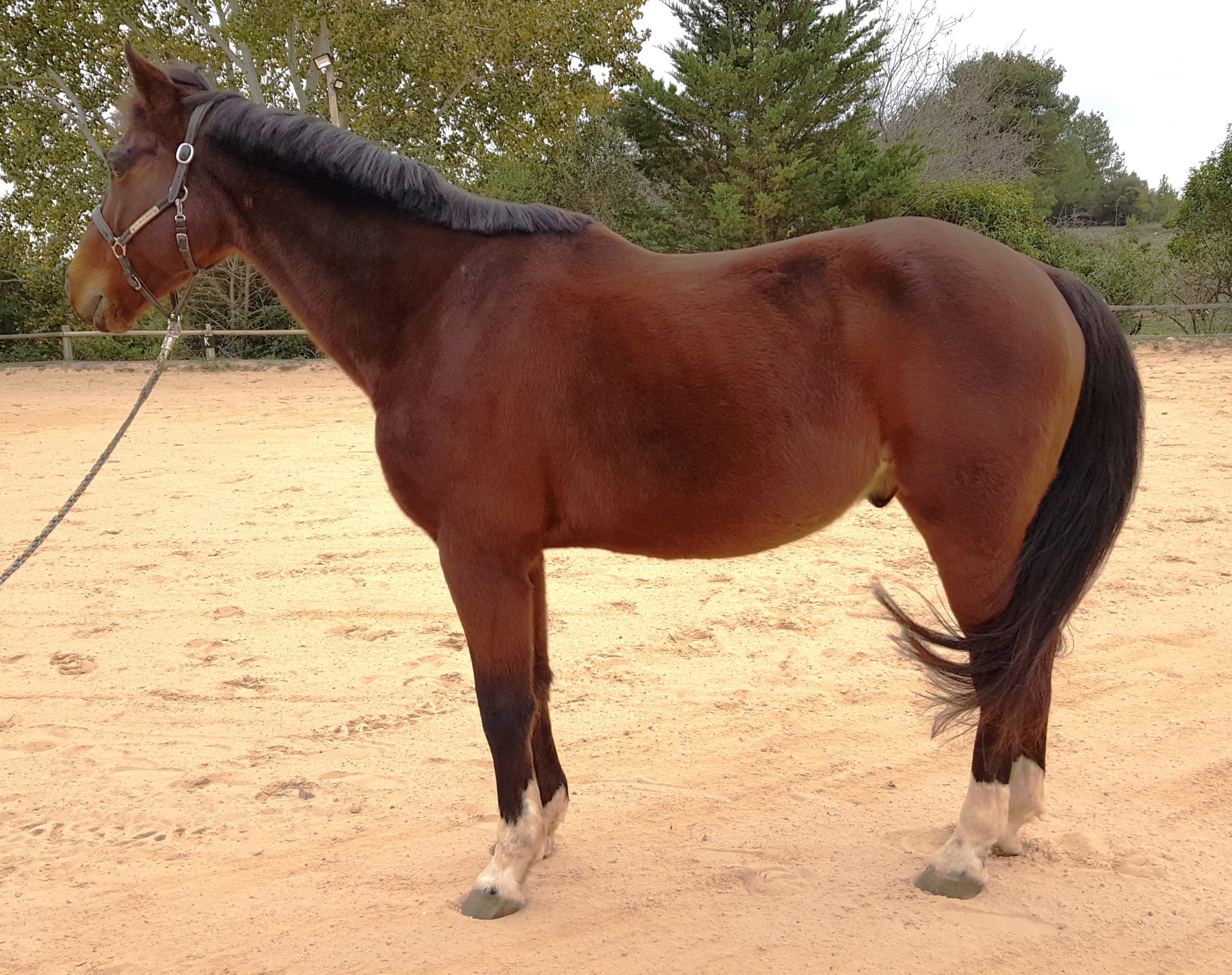 cheval bai vu de profil avec une posture plus comprimée