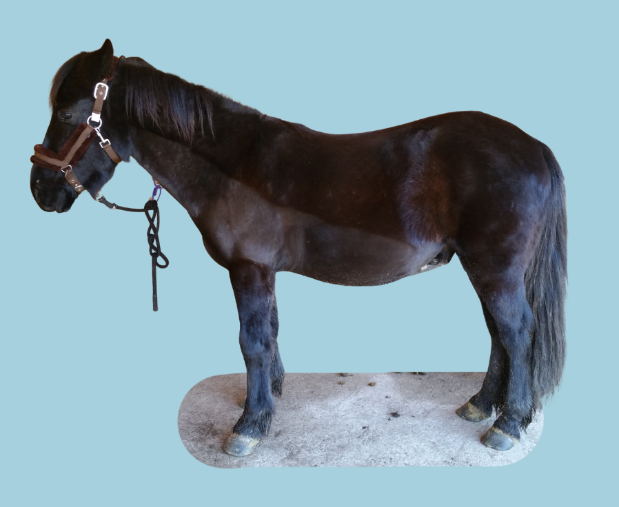 poney noir avec une cage thoracique manquant de soutien