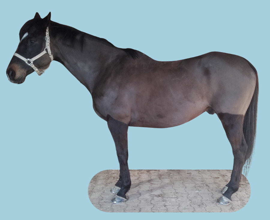 Cheval bain brun avec une cage thoracique peu soutenue