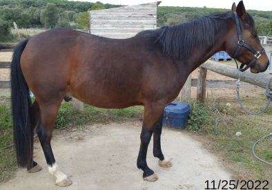 cheval bai vu de profil avec une posture moins soutenue