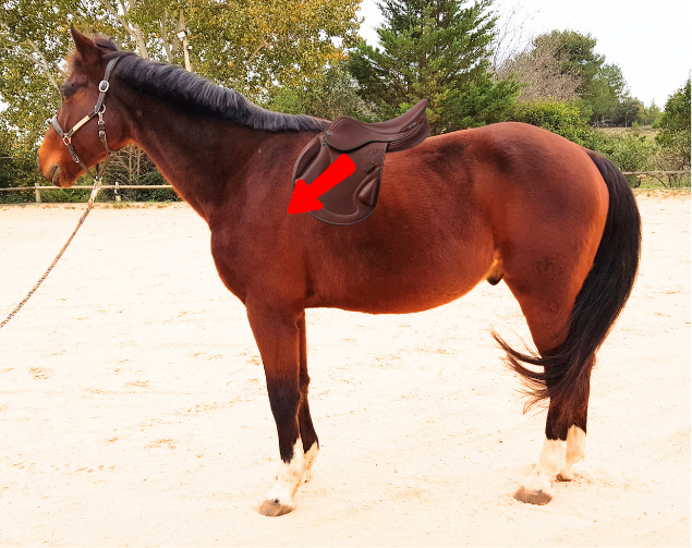 cheval bai avec une posture moins soutenue et une selle déséquilibrée