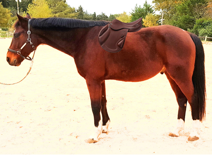 cheval bai avec une posture soutenue et une selle équilibrée