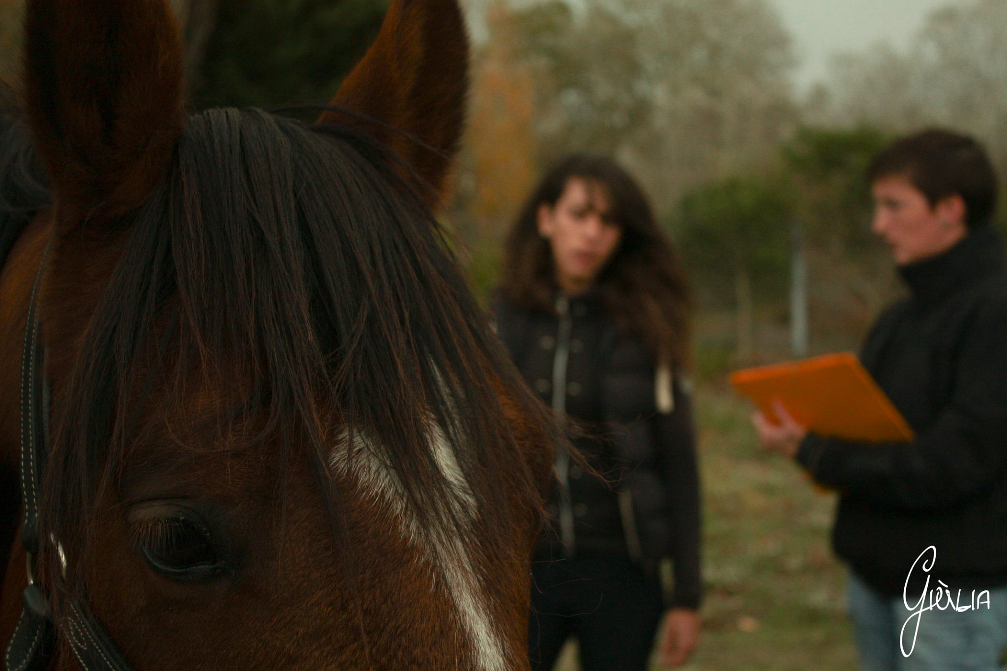 Discussion entre la propriétaire d'un cheval et la professionnelle