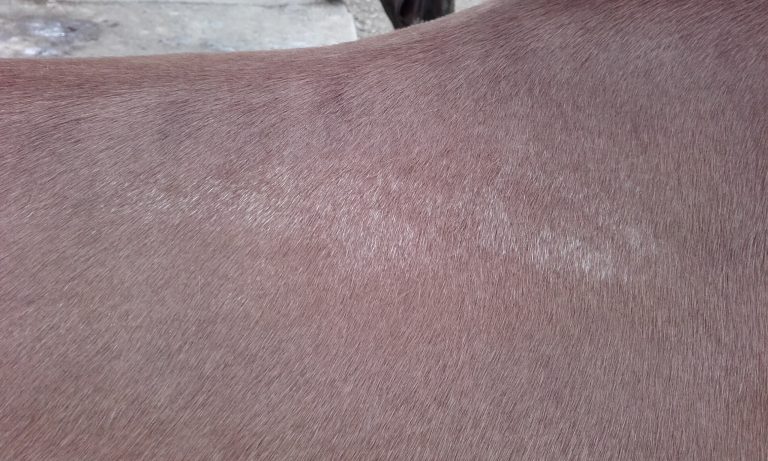 Saddle Fitting poils blancs sur le dos d'un cheval