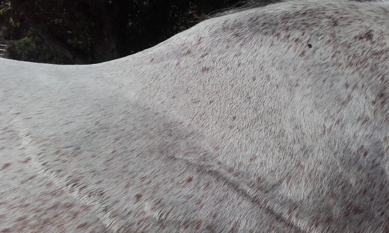 Saddle Fitting traces de frottements sur le dos d'un cheval