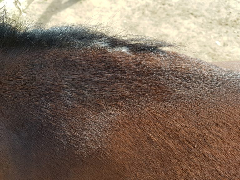 Saddle Fitting traces blanches sur le garrot d'un cheval