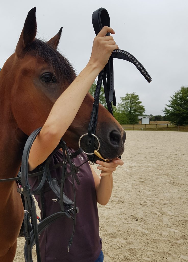 essai de filet et mors à un cheval