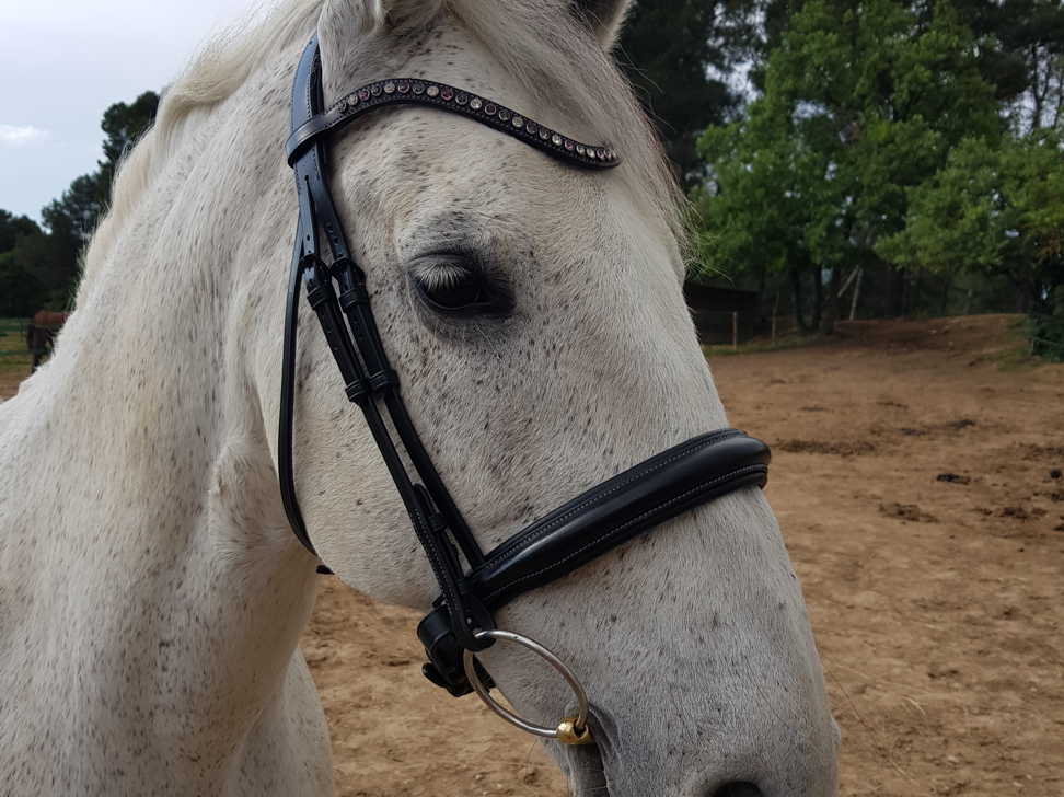 Cheval gris avec un filet personnalisé 2FitHorses