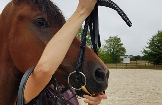 essai de filet et mors à un cheval
