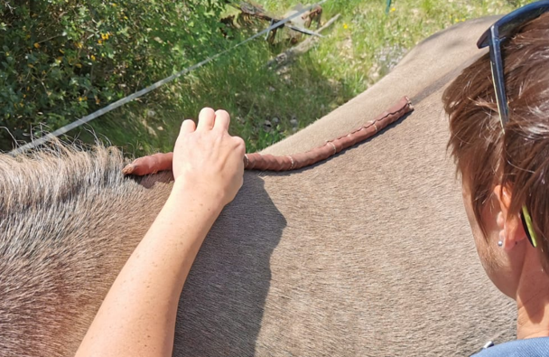 prise de mesures du dos d'un cheval