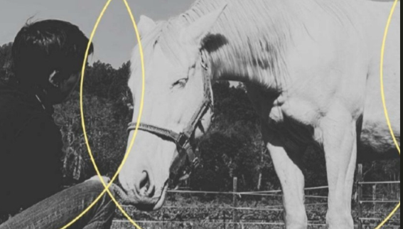 Humaine et cheval en travail postural